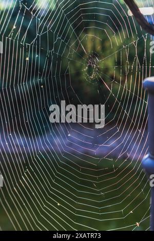 A large, almost perfect quality web is woven on a pole by a spider Stock Photo