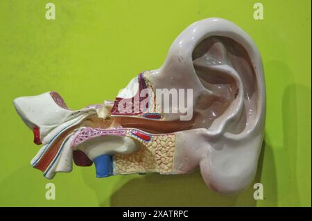 Mannequin teaching aids in ear anatomy Stock Photo
