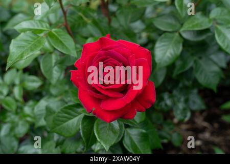 A Stiletto Rose flower growing in the garden. United States. Stock Photo