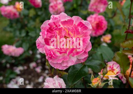An All American Magic Rose flower growing in the garden. United States. Stock Photo