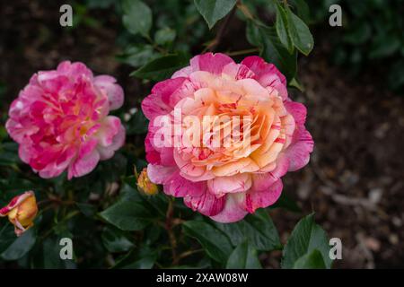 An All American Magic Rose flower growing in the garden. United States. Stock Photo