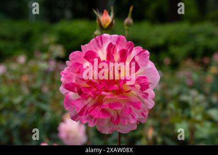 An All American Magic Rose flower growing in the garden. United States. Stock Photo