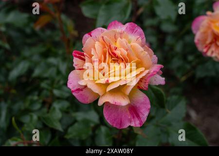 An All American Magic Rose flower growing in the garden. United States. Stock Photo