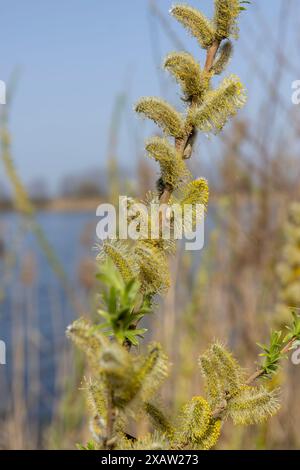 willow branches during flowering against a blue sky background, fluffy willow catkins during flowering Stock Photo