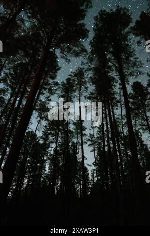 Forest trees and starry sky Stock Photo