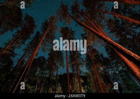 Forest trees and starry sky Stock Photo