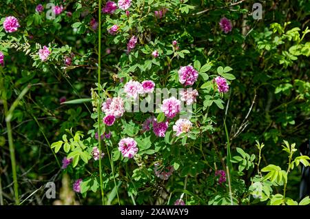 Wild Roses in the park. A bunch of beautiful flower in full bloom in a summer park. Stock Photo