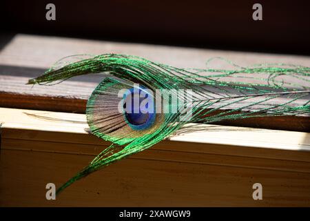 Single green peacock feather is casting its shadow on a sunny windowsill Stock Photo