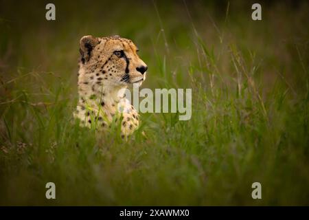 Male cheetah watching from the long grass Stock Photo