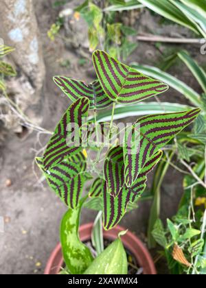 pot liners for plants Large Plastic Planter Liner Material