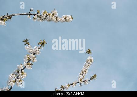 View of Cherry Tree Blossom on Tree Branches, Looking Up Against a Blue Sky. Stock Photo