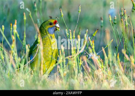 Green rosella (Platycercus caledonicus) feeding on grass seeds, Pyengana, Tasmania Stock Photo