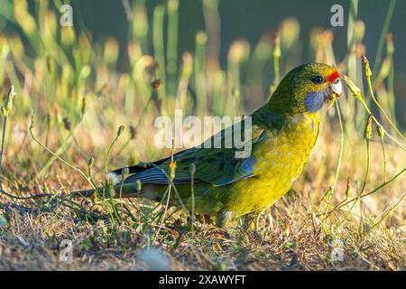 Green rosella (Platycercus caledonicus) feeding on grass seeds, Pyengana, Tasmania Stock Photo