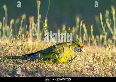 Green rosella (Platycercus caledonicus) feeding on grass seeds, Pyengana, Tasmania Stock Photo