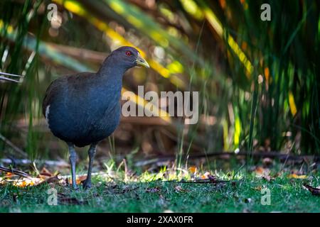 Tasmanian nativehen (Tribonyx mortierii) walking out of reeds, Latrobe Tasmania Stock Photo