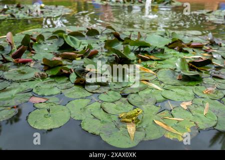 There is a frog on the lotus leaf in the pond.The Majorelle Garden is known as the most mysterious garden. Marrakech, Morocco. Stock Photo