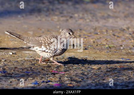 Scaled Dove (Columbina squammata), isolated, walked on the ground Stock Photo