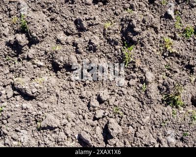 top view of dried plowed soil on vegetable garden close up on sunny spring day Stock Photo