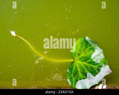 green leaf and debris on surface of stagnant water in old abandoned pool close up Stock Photo