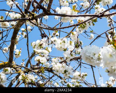 white blossoms of cherry on branches of old tree on sunny spring day Stock Photo