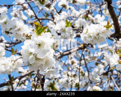 white flowers on twigs of cherry tree on sunny spring day Stock Photo