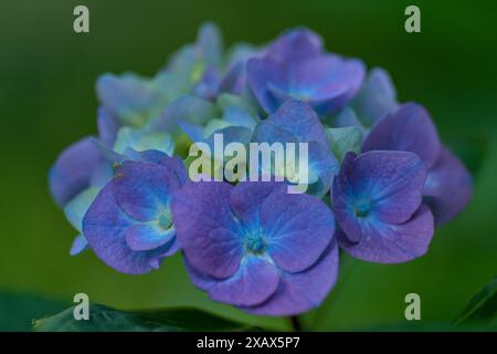 Lush colorful hydrangea blossom close up Stock Photo