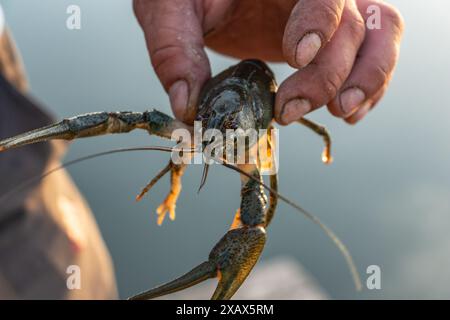 Catching crayfish while fishing, crayfish close-up Stock Photo