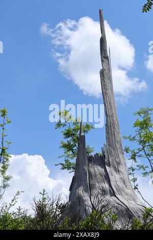 A dried, broken tree trunk on a mountain slope against the blue sky. Stock Photo