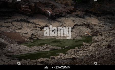 Indian leopard stalking in Ranthambore Stock Photo