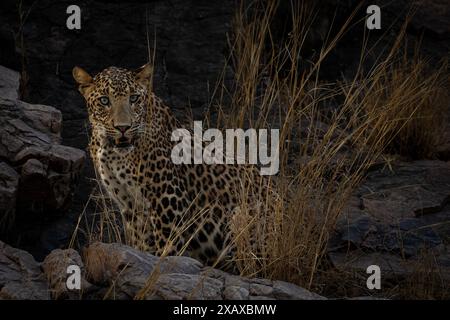 Indian leopard stalking in Ranthambore Stock Photo