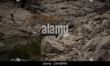 Indian leopard stalking in Ranthambore Stock Photo