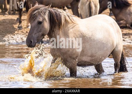 Dülmen, NRW, Germany. 09th June, 2024. A mare cools down in the water. The horses enjoy today's sunshine and warm temperatures with a splash in the water. The now c400 strong herd of Dülmen wild horses (also called The Dülmener), a breed that is classified as gravely endangered, lives in semi feral conditions near the small town of Dülmen. Credit: Imageplotter/Alamy Live News Stock Photo