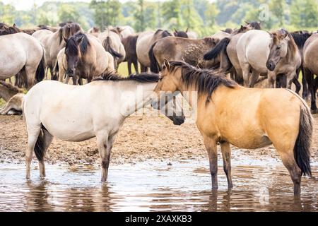 Dülmen, NRW, Germany. 09th June, 2024. The horses enjoy today's sunshine and warm temperatures with a splash in the water. The now c400 strong herd of Dülmen wild horses (also called The Dülmener), a breed that is classified as gravely endangered, lives in semi feral conditions near the small town of Dülmen. Credit: Imageplotter/Alamy Live News Stock Photo