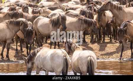 Dülmen, NRW, Germany. 09th June, 2024. The horses enjoy today's sunshine and warm temperatures with a splash in the water. The now c400 strong herd of Dülmen wild horses (also called The Dülmener), a breed that is classified as gravely endangered, lives in semi feral conditions near the small town of Dülmen. Credit: Imageplotter/Alamy Live News Stock Photo