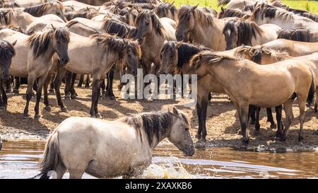 Dülmen, NRW, Germany. 09th June, 2024. The horses enjoy today's sunshine and warm temperatures with a splash in the water. The now c400 strong herd of Dülmen wild horses (also called The Dülmener), a breed that is classified as gravely endangered, lives in semi feral conditions near the small town of Dülmen. Credit: Imageplotter/Alamy Live News Stock Photo