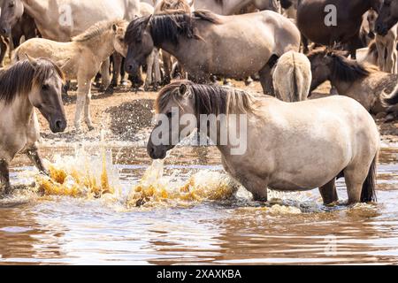 Dülmen, NRW, Germany. 09th June, 2024. A mare cools down in the water. The horses enjoy today's sunshine and warm temperatures with a splash in the water. The now c400 strong herd of Dülmen wild horses (also called The Dülmener), a breed that is classified as gravely endangered, lives in semi feral conditions near the small town of Dülmen. Credit: Imageplotter/Alamy Live News Stock Photo