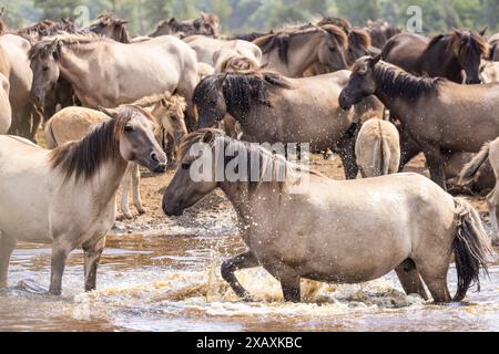 Dülmen, NRW, Germany. 09th June, 2024. The horses enjoy today's sunshine and warm temperatures with a splash in the water. The now c400 strong herd of Dülmen wild horses (also called The Dülmener), a breed that is classified as gravely endangered, lives in semi feral conditions near the small town of Dülmen. Credit: Imageplotter/Alamy Live News Stock Photo