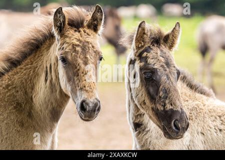 Dülmen, NRW, Germany. 09th June, 2024. Two foals sluggle up in the sunshine. The horses enjoy today's sunshine and warm temperatures with a splash in the water. The now c400 strong herd of Dülmen wild horses (also called The Dülmener), a breed that is classified as gravely endangered, lives in semi feral conditions near the small town of Dülmen. Credit: Imageplotter/Alamy Live News Stock Photo