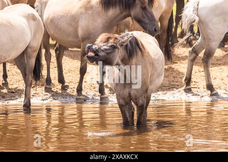 Dülmen, NRW, Germany. 09th June, 2024. A mare cools down in the water. The horses enjoy today's sunshine and warm temperatures with a splash in the water. The now c400 strong herd of Dülmen wild horses (also called The Dülmener), a breed that is classified as gravely endangered, lives in semi feral conditions near the small town of Dülmen. Credit: Imageplotter/Alamy Live News Stock Photo