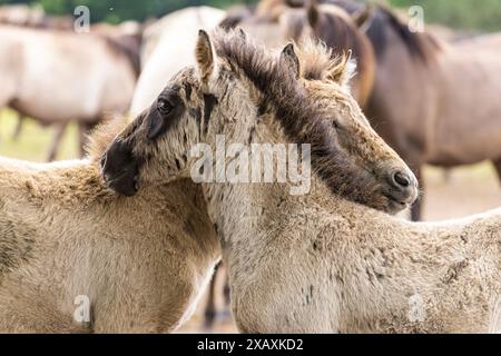 Dülmen, NRW, Germany. 09th June, 2024. Two foals sluggle up in the sunshine. The horses enjoy today's sunshine and warm temperatures with a splash in the water. The now c400 strong herd of Dülmen wild horses (also called The Dülmener), a breed that is classified as gravely endangered, lives in semi feral conditions near the small town of Dülmen. Credit: Imageplotter/Alamy Live News Stock Photo