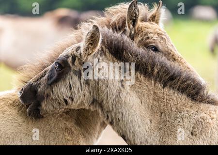 Dülmen, NRW, Germany. 09th June, 2024. Two foals sluggle up in the sunshine. The horses enjoy today's sunshine and warm temperatures with a splash in the water. The now c400 strong herd of Dülmen wild horses (also called The Dülmener), a breed that is classified as gravely endangered, lives in semi feral conditions near the small town of Dülmen. Credit: Imageplotter/Alamy Live News Stock Photo