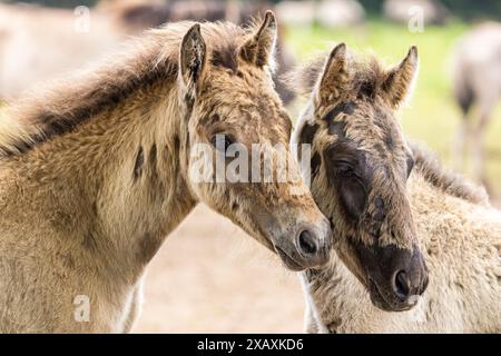 Dülmen, NRW, Germany. 09th June, 2024. Two foals sluggle up in the sunshine. The horses enjoy today's sunshine and warm temperatures with a splash in the water. The now c400 strong herd of Dülmen wild horses (also called The Dülmener), a breed that is classified as gravely endangered, lives in semi feral conditions near the small town of Dülmen. Credit: Imageplotter/Alamy Live News Stock Photo