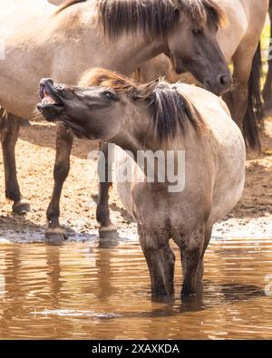 Dülmen, NRW, Germany. 09th June, 2024. A mare cools down in the water. The horses enjoy today's sunshine and warm temperatures with a splash in the water. The now c400 strong herd of Dülmen wild horses (also called The Dülmener), a breed that is classified as gravely endangered, lives in semi feral conditions near the small town of Dülmen. Credit: Imageplotter/Alamy Live News Stock Photo