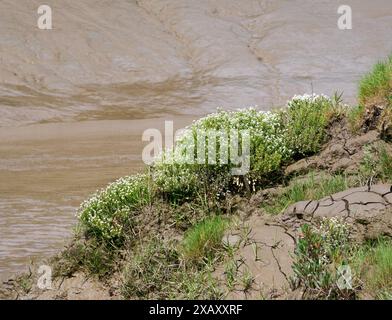 Common Scurvygrass Cochlearia officinalis colonising unstable estuarine mud banks along the tidal River Avon at Sea Mills in Gloucestershire UK Stock Photo