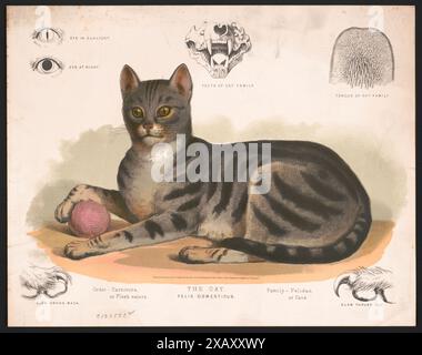 A vintage illustration featuring a domestic tabby cat lying down, resting its paw on a ball of yarn. Detailed anatomical diagrams of feline features are shown above and below the cat. (1872) Stock Photo