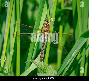 Hairy dragonfly Brachytron pratense female at rest among reeds at Ham Wall on the Somerset Levels UK Stock Photo