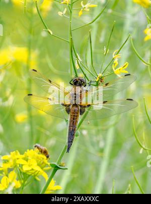 Four-spotted Chaser dragonfly Libellula quadrimaculata at rest on Wild Turnip Brassica rapa on the Somerset Levels UK Stock Photo