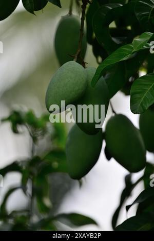 Mangoes on a Tree Stock Photo