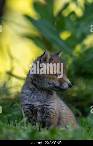 The beauty of the red fox cubs in Italy Stock Photo