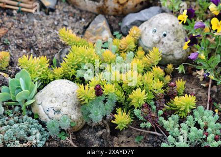 Various types of Sedum or Stonecrop hardy succulent ground cover perennial plants growing between two decorative rocks with funny faces Stock Photo